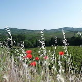 View of the vines at Montecalvi