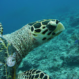 Meeru Maldives 2008 197.jpg