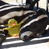 Duckee poses with a tired doggy