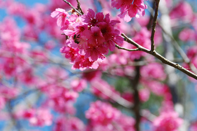櫻花讓不夠長焦距的鏡頭吃足苦頭，勉強才拍下它的倩影。