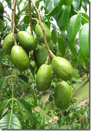 Ambarella11