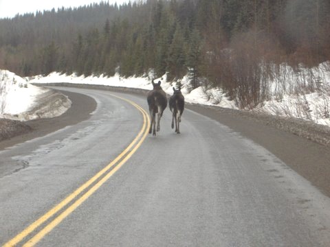 [moose[15].jpg]