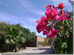 DSC00599