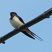 [180px-Barn_Swallow_800[4].jpg]