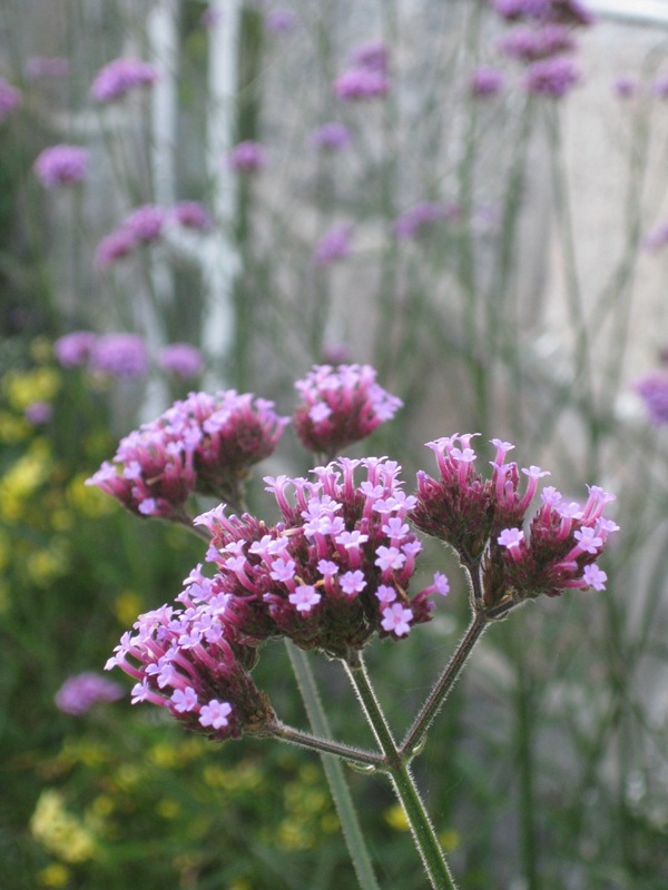 2010-10-10 Kjempeverbena (2)