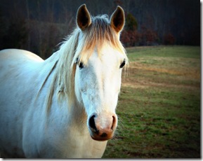 Horse1