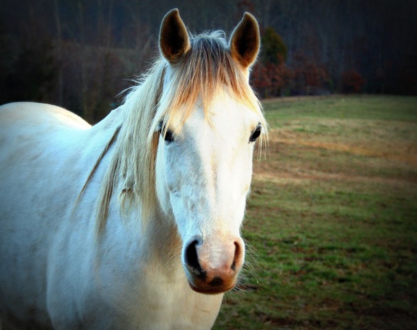 [Horse1[3].jpg]