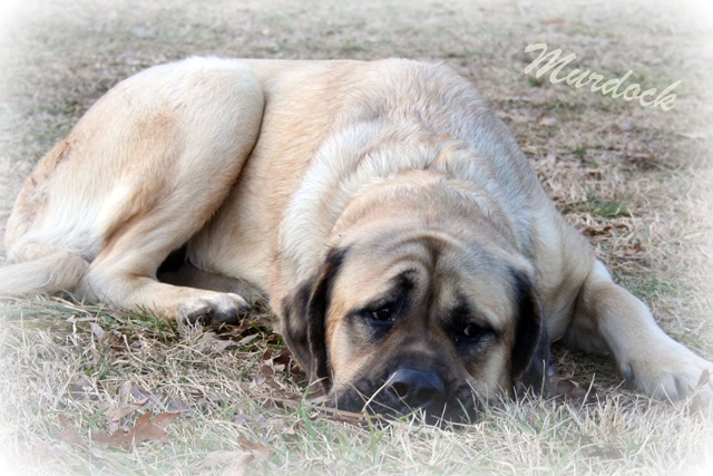 [Murdock[7].jpg]