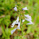 Lyreleaf Sage
