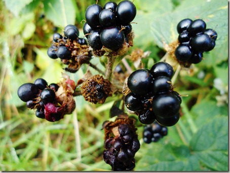Blackberries up close and personal