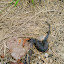 Dead snake