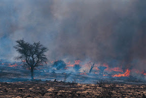 forest fire