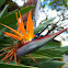 Bird of Paradise