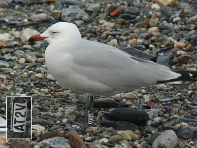 Larus audoinii AT2V