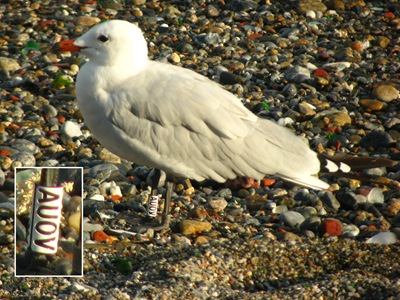 Larus audoinii AU0V (detalle anilla)