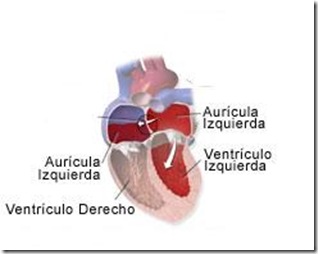 Cámaras del Corazón - Ciencia Explicada