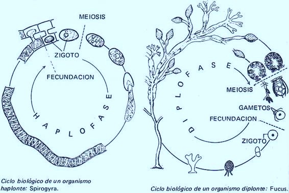 [ciclos biologicos[5].jpg]