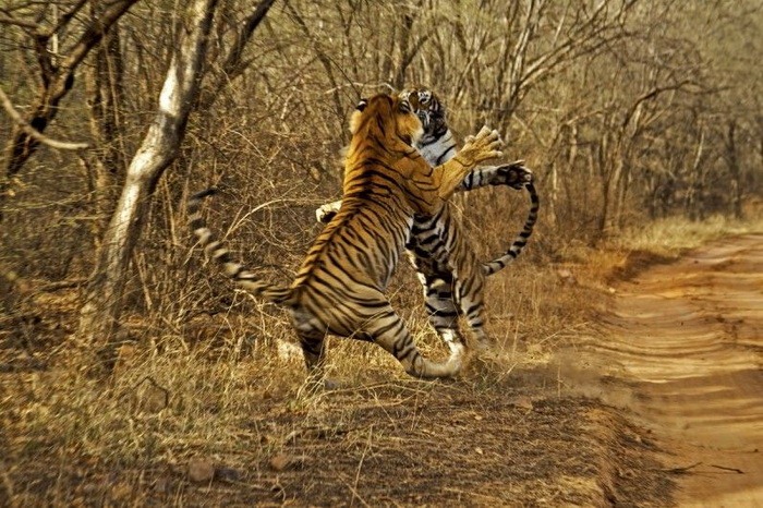 [tigres-foto-saltando-lucha[8].jpg]