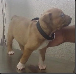 (4-11) First Vet visit