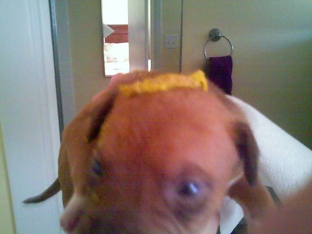 [Puppy - poop head[2].jpg]