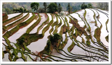 Yuanyang Rice Terrace