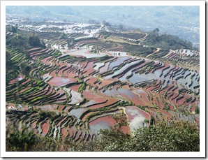 Yuanyang Rice Terrace