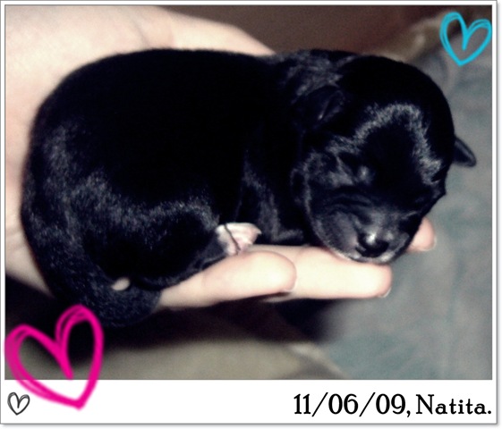 [11·6·9 Cachorros de Natita 013[5].jpg]