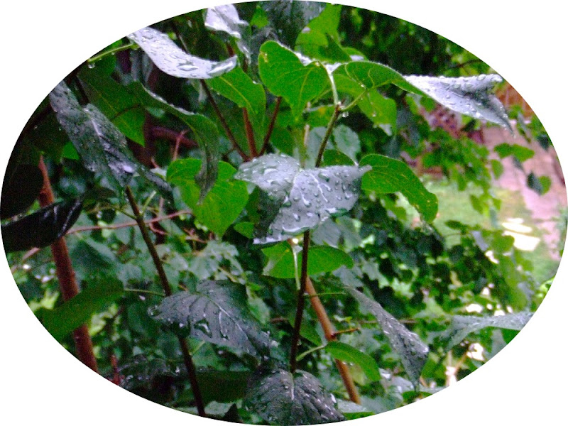 pluie dete