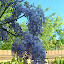 Lottie_lette's Retreat garden