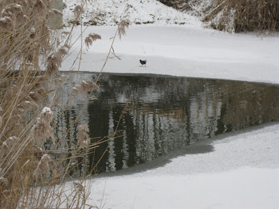 duck playing around the lake