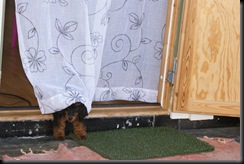 Thassie kikkar ut under gardina når faren er over