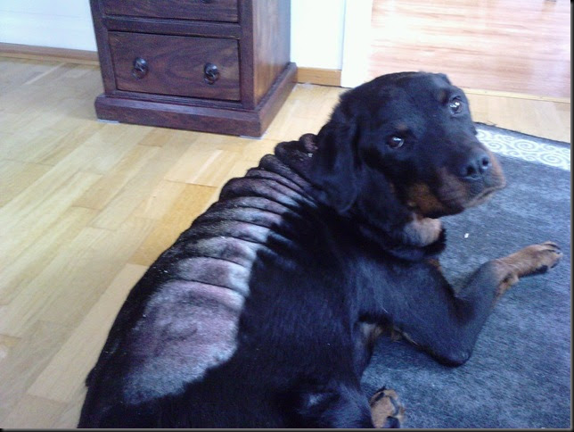 calcinosis cutis eller forkalkning i huden kari anne sin hundeblogg