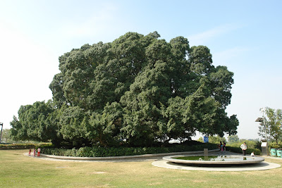 The giant banyan tree in the rest area.