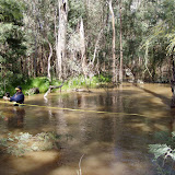 Murray red gum forests