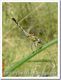 litle dragonfly 04