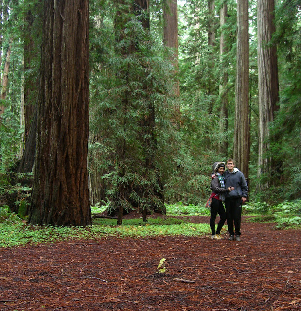 The immense redwoods at Montgomery Woods