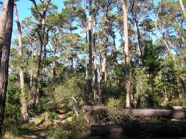 Monterey Pines