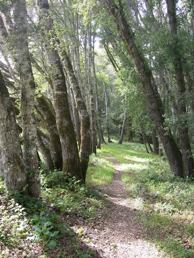 Lovely single track