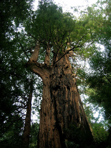 The gigantic redwood on the Tarwater Trail
