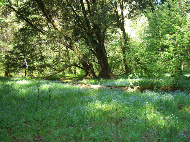 Meadows and maple forest along Waddell Creek