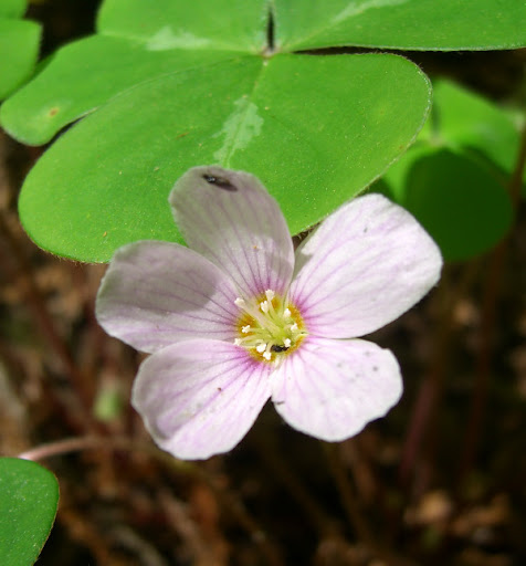 Redwood sorrel in bloom