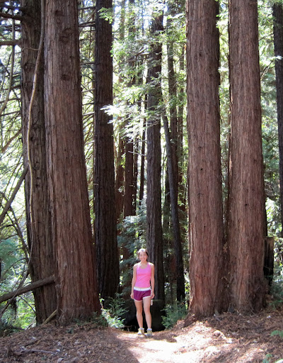 Peaceful redwood grove