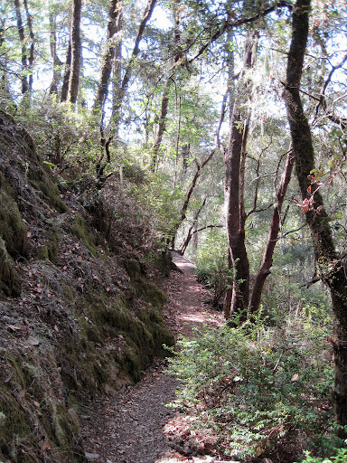 Narrow and technical single track on the Canyon Trail