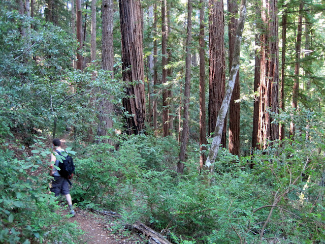 Lush forest along the Doe Trail