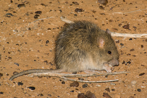Long-haired rat, Rattus villosissimus. By day, a variety of raptors hung 