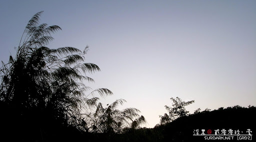 20090107芦苇.jpg