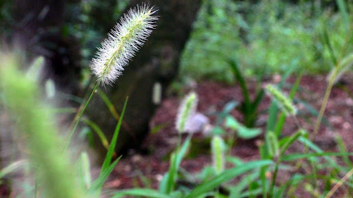 路遇狗尾巴草.jpg