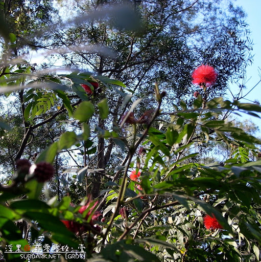 春花之几个红绣球.jpg