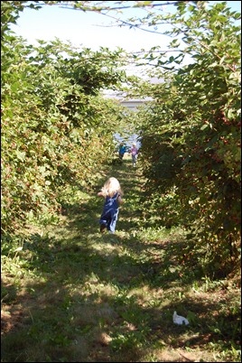 Summer Picking 2010 001