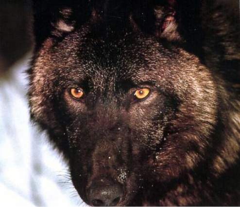 [blackwolf5.jpg]